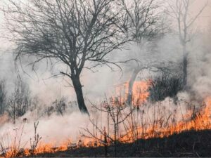 Berita Bengkalis Hari Ini dan Berita Riau Hari Ini: Peta Wilayah Rawan Bencana Bengkalis