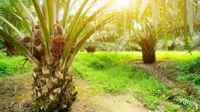 Cekricek.id, Berita Riau Hari Ini: Update Terkini Harga Sawit Mitra Swadaya di Riau: Periode 10-16 Januari 2024