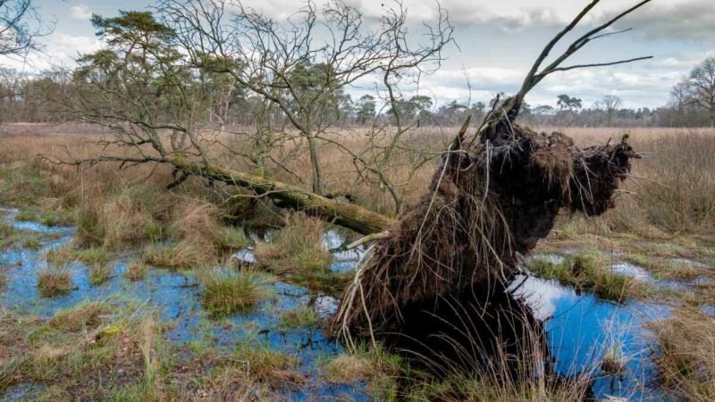 Berita Inhil Hari Ini dan Berita Riau Hari Ini: Kondisi Geologi Indragiri Hilir: Anugerah Kawasan Gambut dan Pesisir