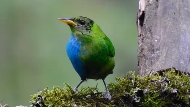 Cekricek.id - Langka, Burung Ini Juga Jantan dan Betina