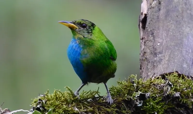 Cekricek.id - Langka, Burung Ini Juga Jantan dan Betina