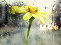 Berita Riau Hari Ini: Prakiraan Cuaca Riau 26 Februari 2024: Berawan Disertai Hujan Ringan Sampai Sedang di Beberapa Wilayah