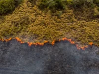 Berita Riau Hari Ini: 19,10 Hektare Lahan di Riau Terbakar Sejak Januari-Februari 2024