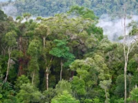 Berita Riau Hari Ini: Ini Gambaran Umum Sumber Daya Alam Riau
