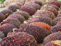 Berita Riau Hari Ini: Harga TBS Sawit Petani Plasma di Riau Turun Jadi Rp2.655 per Kg