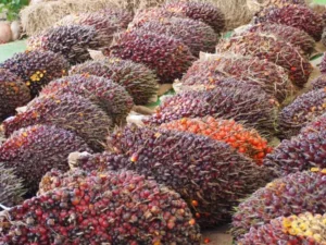 Berita Riau Hari Ini: Harga TBS Sawit Petani Plasma di Riau Turun Jadi Rp2.655 per Kg