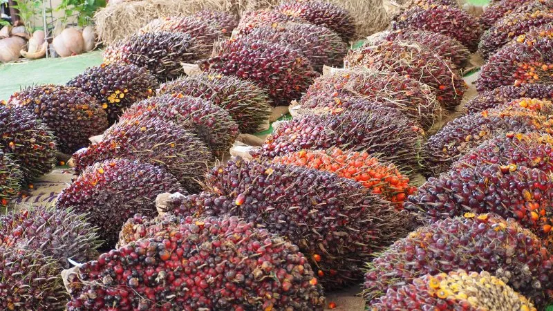 Berita Riau Hari Ini: Harga TBS Sawit Petani Plasma di Riau Turun Jadi Rp2.655 per Kg