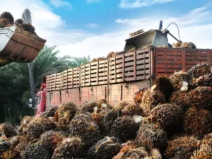 Berita Riau Hari Ini: Harga TBS Sawit Mitra Swadaya di Riau Alami Penurunan