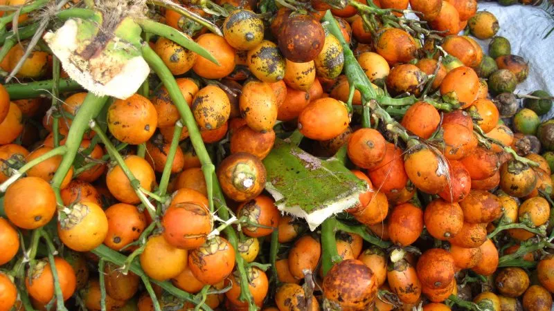 Berita Riau Hari Ini: Harga Pinang di Riau Naik Menjadi Rp4.938 per Kilogram