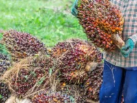 Berita Riau Hari Ini: Harga Sawit Mitra Plasma Riau Naik, Berikut Rinciannya