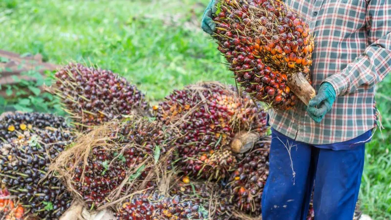 Berita Riau Hari Ini: Harga Sawit Mitra Plasma Riau Naik, Berikut Rinciannya