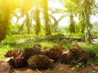 Berita Riau Hari Ini: Harga Sawit Swadaya Riau Alami Penurunan