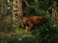 Berita Riau Hari Ini: Bocah 2,5 Tahun di Siak Nyaris Tewas Diterkam Harimau saat Tidur