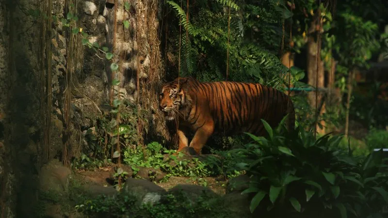 Berita Riau Hari Ini: Bocah 2,5 Tahun di Siak Nyaris Tewas Diterkam Harimau saat Tidur