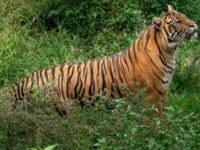 Berita Riau Hari Ini: Bocah Siak Nyaris Dimangsa Harimau, BBKSDA Pasang Kamera Trap dan Siapkan Kandang Jebakan