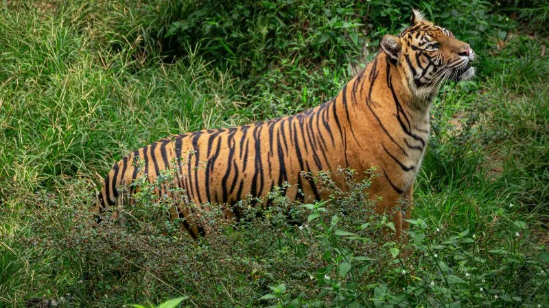 Berita Riau Hari Ini: Bocah Siak Nyaris Dimangsa Harimau, BBKSDA Pasang Kamera Trap dan Siapkan Kandang Jebakan