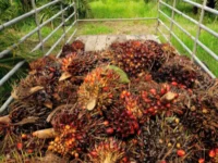 Berita Riau Hari Ini: Harga Sawit di Riau