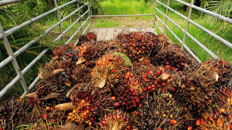 Berita Riau Hari Ini: Harga Sawit di Riau