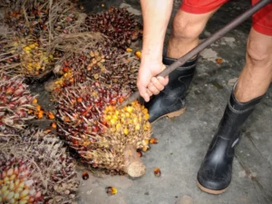 Berita Riau Hari Ini: Harga Sawit di Riau