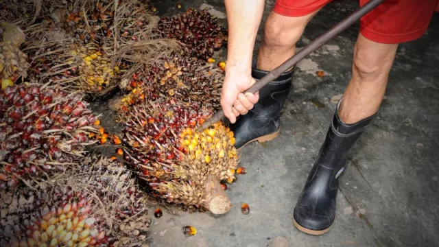 Berita Riau Hari Ini: Harga Sawit di Riau