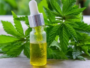 Minyak Ganja Terbukti Jadi Pengobatan Efektif bagi Lupus Kulit Anjing