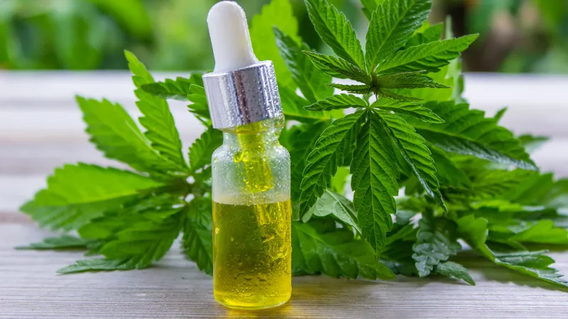 Minyak Ganja Terbukti Jadi Pengobatan Efektif bagi Lupus Kulit Anjing