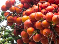 Berita Riau Hari Ini: Harga Pinang Kering di Riau Naik Rp738 Jadi Rp5.650 per Kg