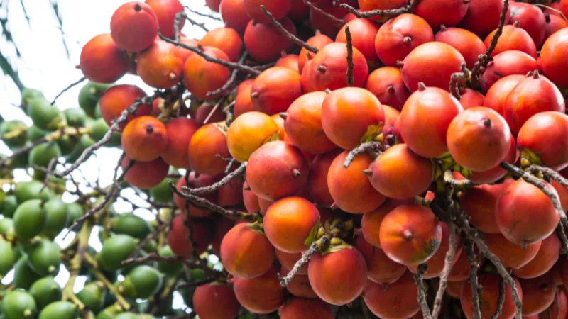 Berita Riau Hari Ini: Harga Pinang Kering di Riau Naik Rp738 Jadi Rp5.650 per Kg