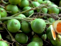 Berita Riau Hari Ini: Harga Pinang Kering di Riau Turun ke Rp4.900 per Kg