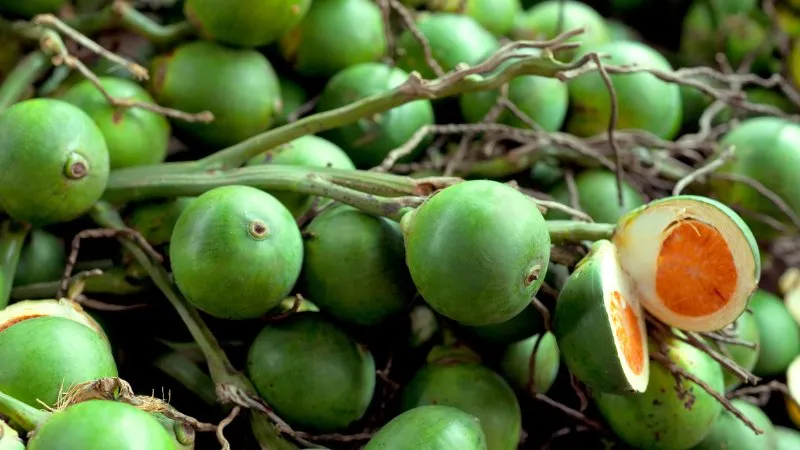 Berita Riau Hari Ini: Harga Pinang Kering di Riau Turun ke Rp4.900 per Kg