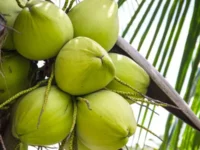Berita Riau Hari Ini: Kenaikan Harga Kelapa Butiran dan Kopra Warnai Fluktuasi Harga Komoditi Perkebunan di Riau
