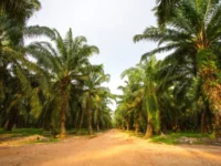 Berita Riau Hari Ini: Nilai Tukar Petani di Riau Meningkat Tipis Jadi 156,59