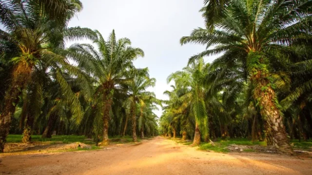 Berita Riau Hari Ini: Nilai Tukar Petani di Riau Meningkat Tipis Jadi 156,59