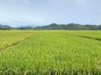 Berita Riau Hari Ini: Rokan Hilir Siap Hadapi Musim Tanam 2024, Pupuk Subsidi Cukup untuk 13.000 Hektare Lahan Padi