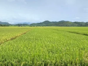 Berita Riau Hari Ini: Rokan Hilir Siap Hadapi Musim Tanam 2024, Pupuk Subsidi Cukup untuk 13.000 Hektare Lahan Padi