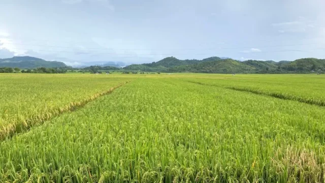 Berita Riau Hari Ini: Rokan Hilir Siap Hadapi Musim Tanam 2024, Pupuk Subsidi Cukup untuk 13.000 Hektare Lahan Padi