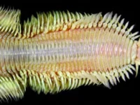 Penemuaan Spesies Cacing Baru di Dasar Laut Terdalam Membuka Tabir Kehidupan Liar di Kedalaman Lautan