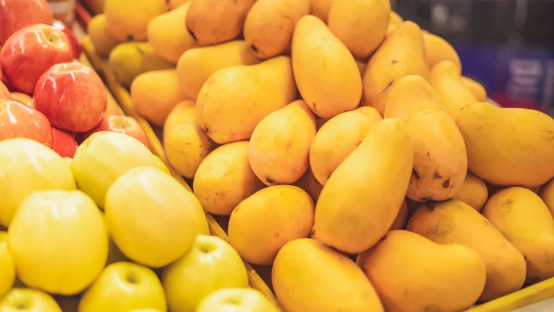 Berita Riau Hari Ini: Bea Cukai Musnahkan 19,8 Ton Mangga Ilegal Asal Malaysia