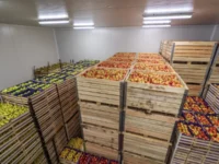 Berita Riau Hari Ini: Food Estate Humbang Hasundutan Akan Suplai Bahan Pangan ke Riau?