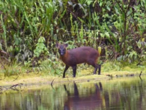 Rusa Kerdil Spesies Baru Ditemukan di Peru, Dinamai Pudella carlae