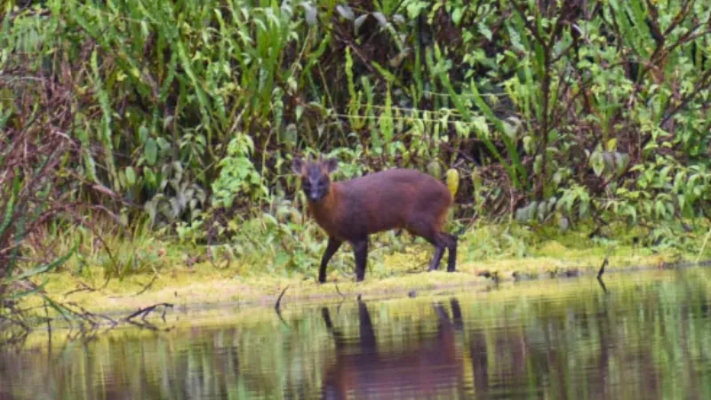 Rusa Kerdil Spesies Baru Ditemukan di Peru, Dinamai Pudella carlae