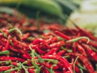 Berita Riau Hari Ini: Pemprov Riau Akan Pasok Cabai dari Sumut untuk Menjaga Stabilitas Harga