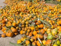 Berita Riau Hari Ini: Harga Pinang Kering di Riau Anjlok