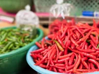 Berita Riau Hari Ini: Pemprov Riau Adakan Pasar Tani untuk Tekan Harga Cabai Tinggi