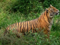 Berita Riau Hari Ini: Sedang Merokok, Harimau Sumatra Terkam Pencari Sagu di Siak