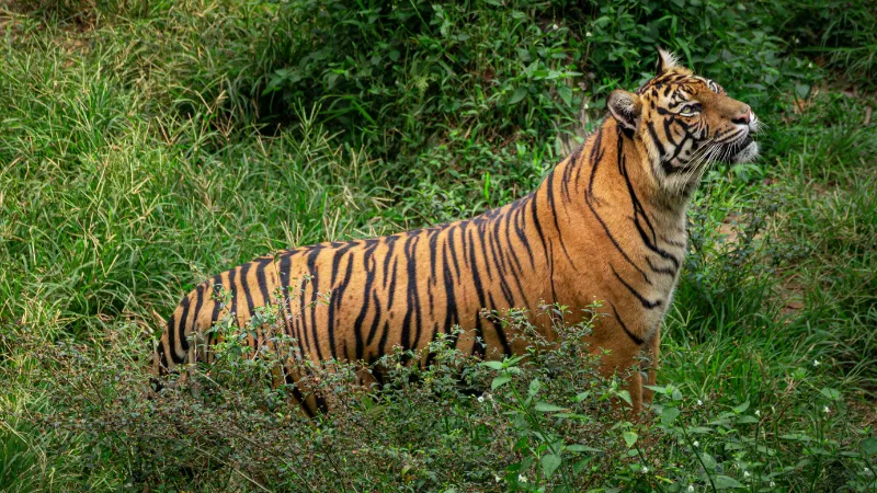 Berita Riau Hari Ini: Sedang Merokok, Harimau Sumatra Terkam Pencari Sagu di Siak