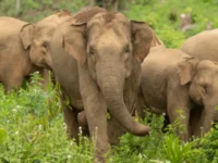 Berita Riau Hari Ini: Warga Pangkalan Kuras Terluka Akibat Serangan Gajah Liar