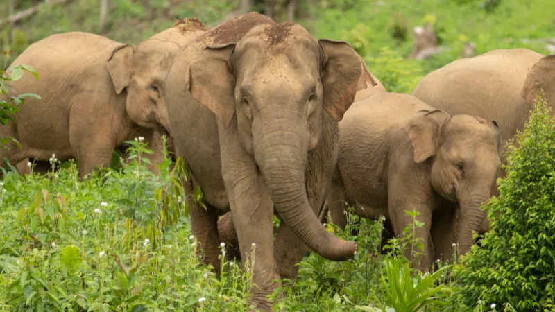 Berita Riau Hari Ini: Warga Pangkalan Kuras Terluka Akibat Serangan Gajah Liar