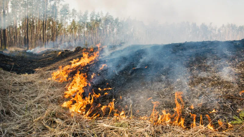 Berita Riau Hari Ini: Karhutla di Riau Meluas, Kabupaten Meranti Jadi Daerah Keempat Status Siaga Darurat
