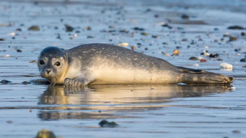 Flu Burung Beradaptasi Menular ke Mamalia Laut, Ancaman Baru Bagi Satwa Liar
